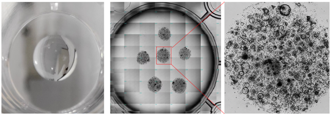 Representative organoid imaging and formation using 3DCelMatrix ECM solution