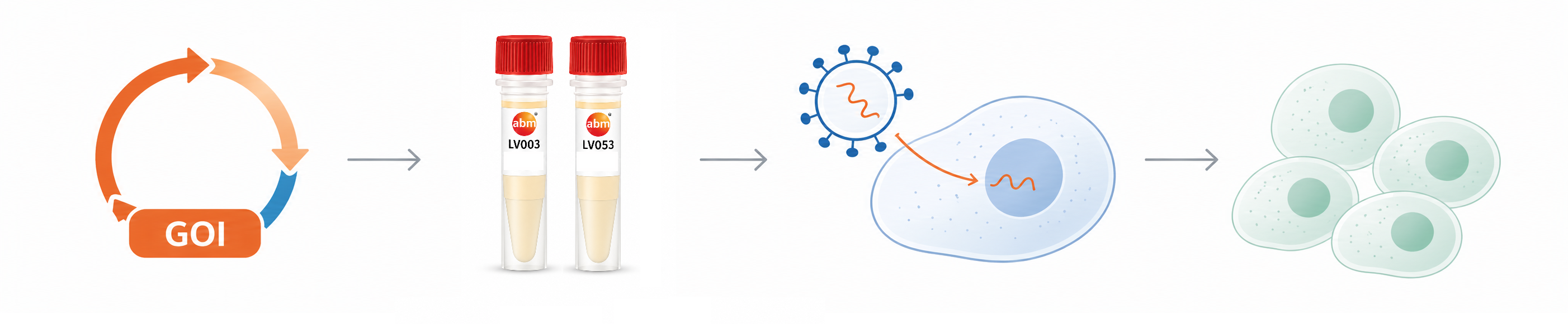 Lentiviral workflow from library to expression