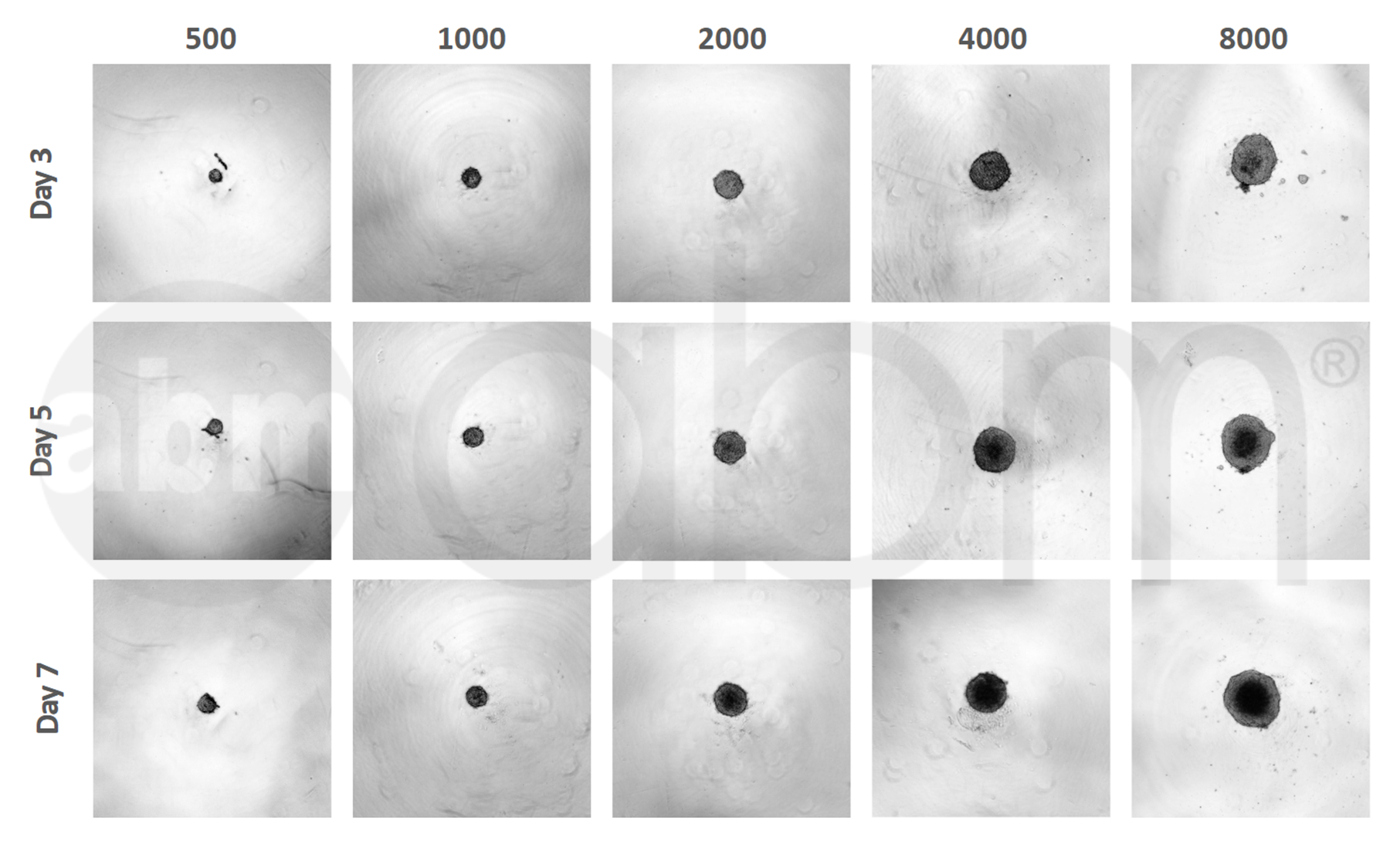 T9165 Beta-TC-6 spheroid data
