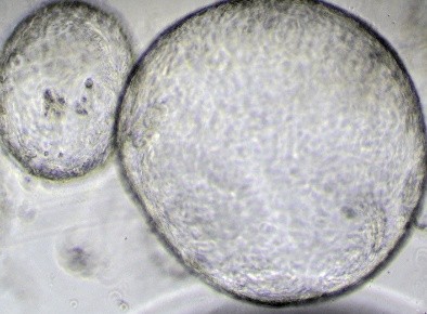Uniform spheroid formation using 3DCelMatrix extracellular matrix